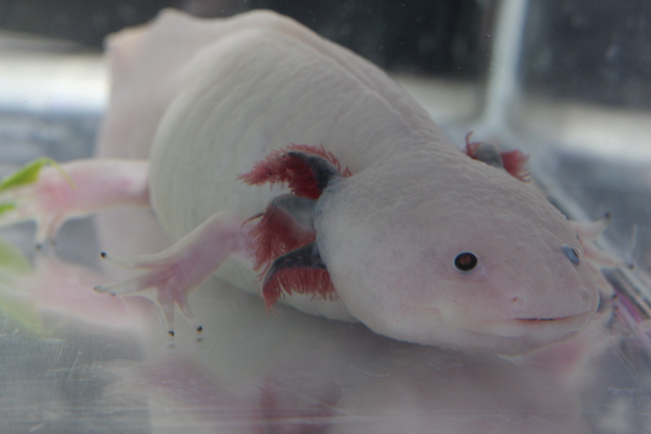 Un axolotl leucique (rose), la variété la plus photogénique, courante en laboratoire et en aquarium — Crédit : Henry Mühlpfordt / Wikimedia Commons (CC BY-SA 3.0)