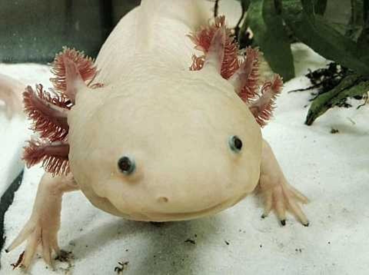 Gros plan sur le visage éternellement souriant d'un axolotl, fruit de la néoténie — il reste une larve toute sa vie — Crédit : th1098 / Wikimedia Commons (CC BY-SA 3.0)