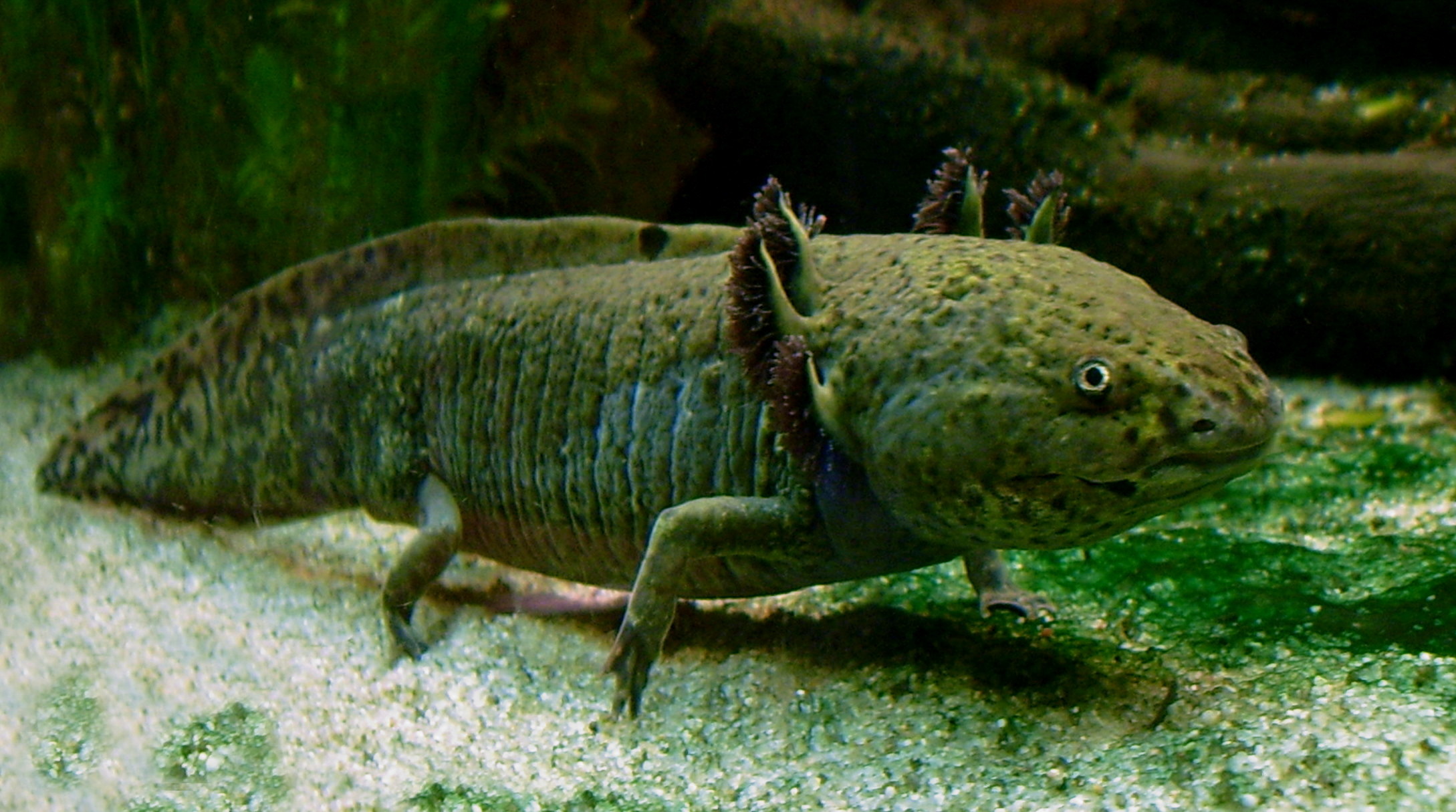 Un axolotl sauvage (foncé) montrant les branchies externes plumeuses qu'il conserve toute sa vie — la marque de son état juvénile permanent — Crédit : LoKiLeCh / Wikimedia Commons (CC BY-SA 3.0)