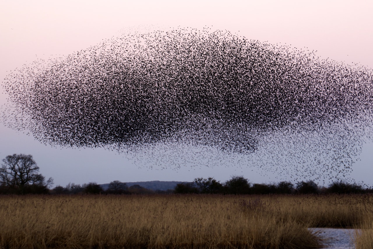 Une nuée d'oiseaux migrateurs file dans le ciel — maintenue sur son cap par quelque chose qu'on a encore du mal à croire. Crédit : James Wainscoat / Unsplash (libre d'utilisation).