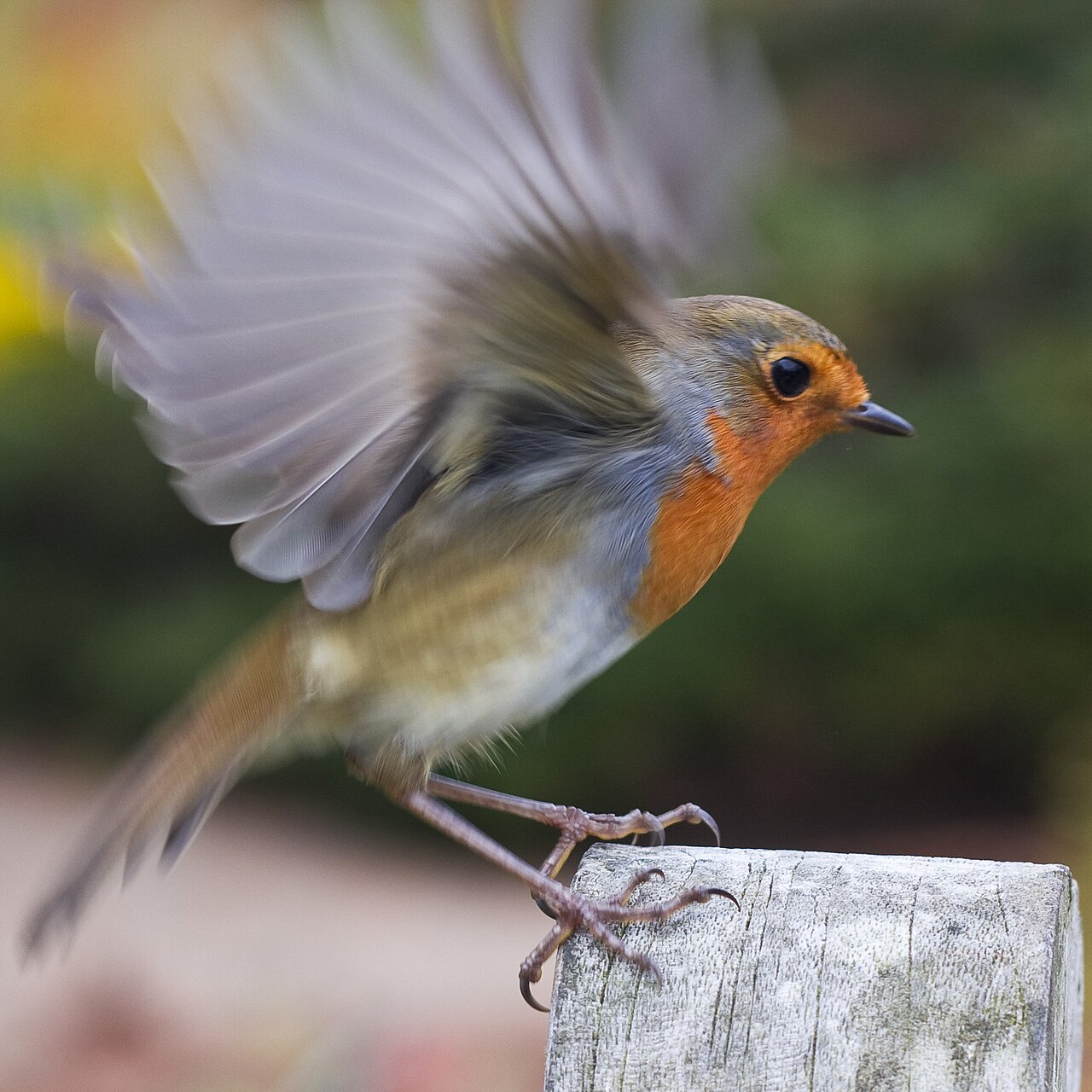 Le rouge-gorge européen : le petit passereau nocturne dont les yeux abritent, on l'a découvert, un sens magnétique quantique. Crédit : Paul Tomlin / Wikimedia Commons (CC BY 2.0).