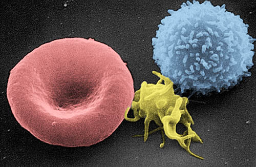 Des globules rouges et blancs vus au microscope électronique à balayage — vos globules rouges ne vivent que trois ou quatre mois avant d'être recyclés. Crédit : National Cancer Institute (domaine public)