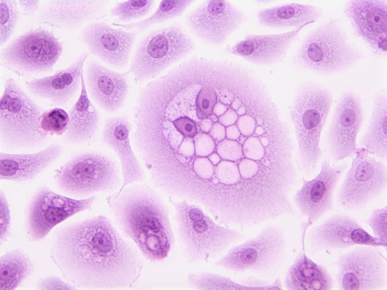 Un champ de cellules humaines en culture, vues au microscope — chaque tissu garde sa propre horloge, de quelques jours à toute une vie. Crédit : National Cancer Institute / Unsplash (libre d'utilisation)
