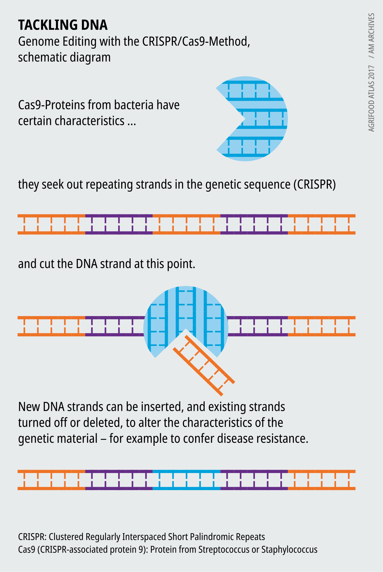 Comment fonctionne CRISPR-Cas9 : un ARN guide conduit la protéine Cas9 à un endroit précis de l'ADN, où elle effectue une coupure pour éteindre ou réécrire le gène. Crédit : Bartz/Stockmar / Agrifood Atlas 2017 (Wikimedia Commons, CC BY-SA 4.0)