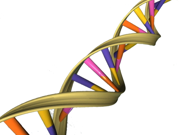 L'ADN, la molécule que Casgevy édite pour rallumer l'hémoglobine fœtale. Crédit : Apers0n / National Institutes of Health (Wikimedia Commons, domaine public)