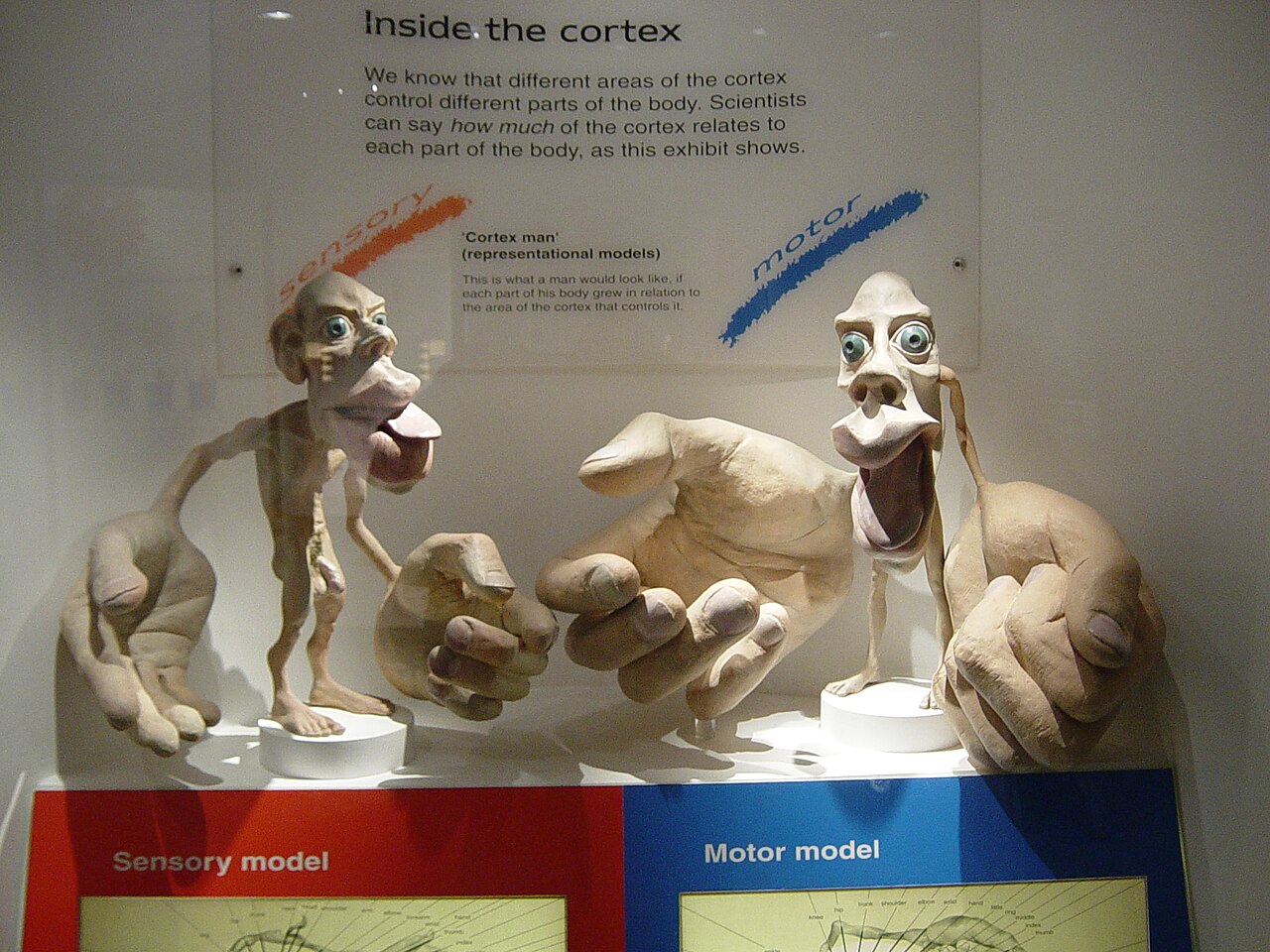 Le célèbre « homme du cortex » : un corps re-sculpté selon la part de cerveau qui contrôle chaque zone — les jambes et les pieds disposent de leur propre territoire dédié. — Crédit : Dr Joe Kiff, via Wikimedia Commons (CC BY-SA 3.0)
