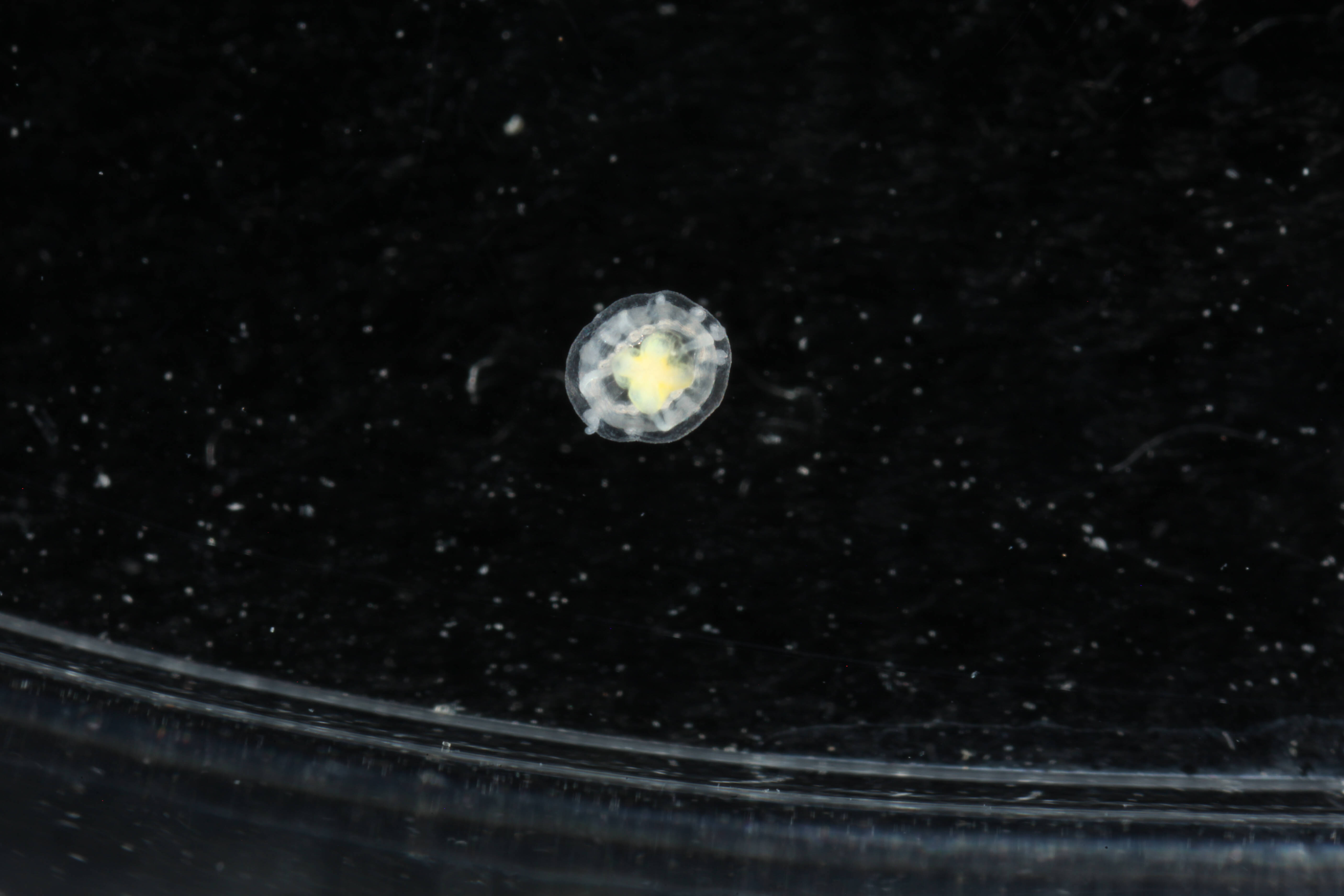 Turritopsis dohrnii, la méduse « immortelle », fait à peine la taille d'un ongle d'auriculaire — une cloche transparente avec un estomac rouge vif qui brille en son centre. Crédit : Dr Karen J. Osborn (domaine public, CC0).