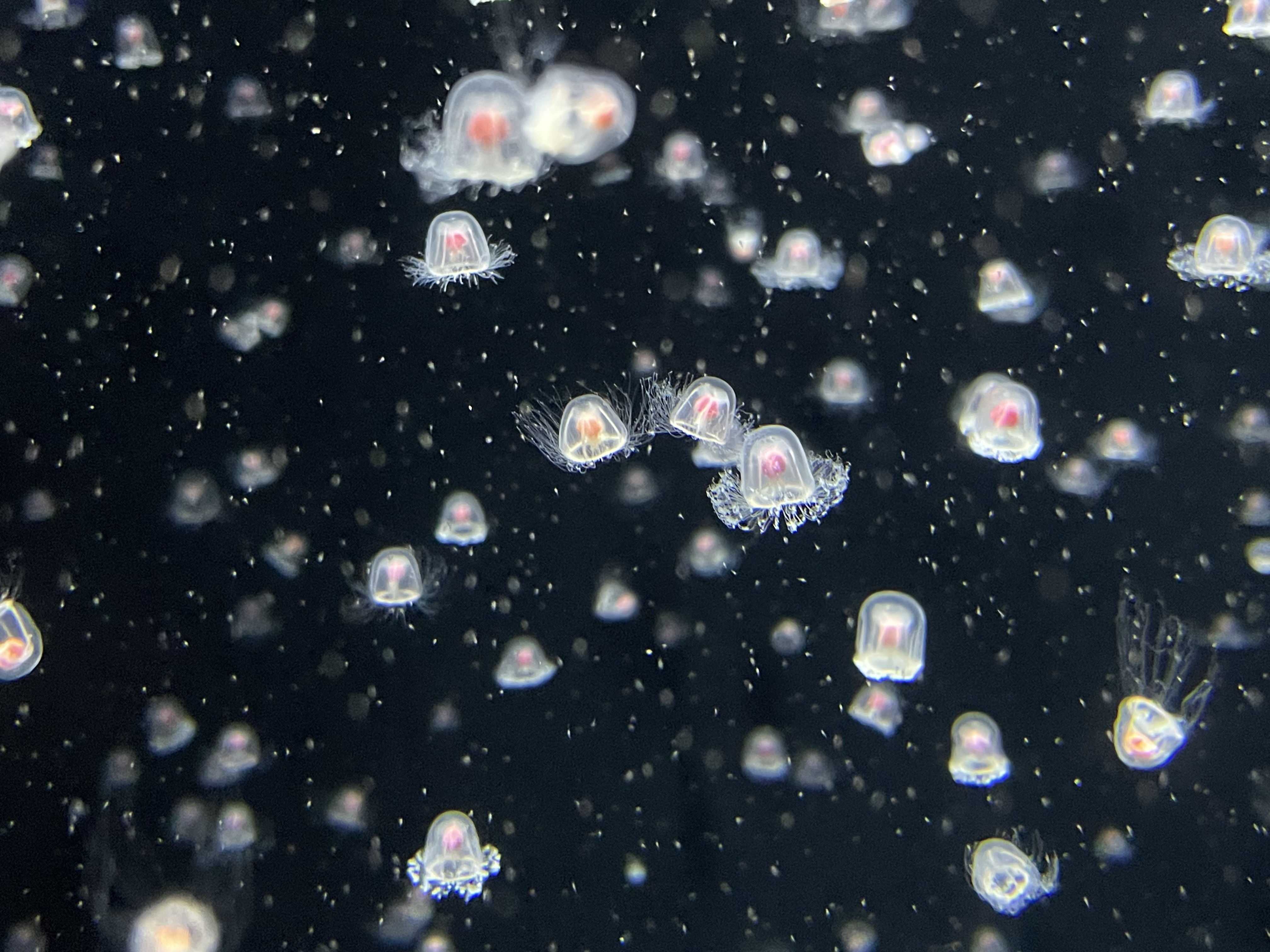 Une proche parente, Turritopsis nutricula, montre les mêmes tentacules fins comme des cheveux et la même cloche de verre qui rendent ce genre si difficile à repérer dans la nature. Crédit : Totti (Wikimedia Commons, CC BY-SA 4.0).