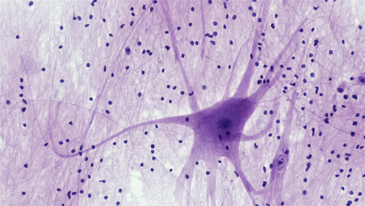Tissu nerveux humain au microscope — la machinerie cellulaire que l'hippocampe utilise pour encoder un souvenir. Crédit : Bioscience Image Library, Unsplash (licence Unsplash)
