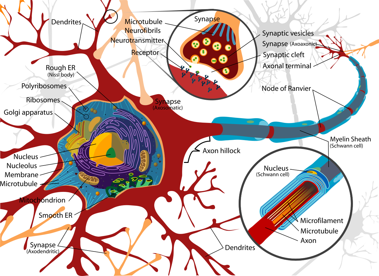 Schéma simplifié d'un neurone biologique et de sa synapse — les impulsions que les puces neuromorphiques imitent voyagent le long de structures comme celles-ci. Crédit : LadyofHats / Wikimedia Commons (domaine public)