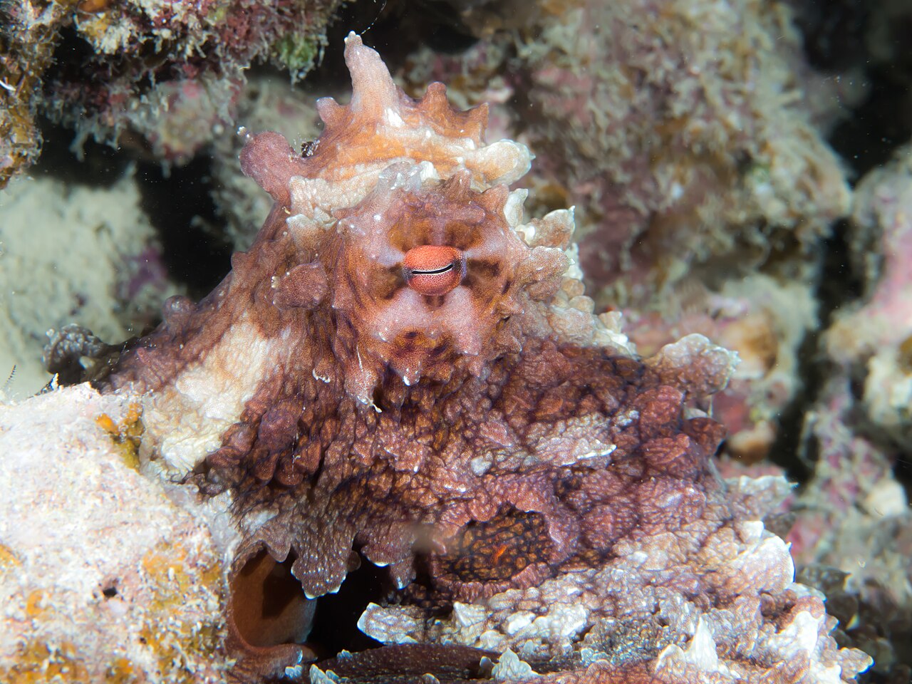 Une pieuvre diurne (Octopus cyanea) fondue dans un récif corallien, sa peau épousant la couleur et la texture de la roche environnante — Crédit : Rickard Zerpe / Wikimedia Commons (CC BY 2.0)