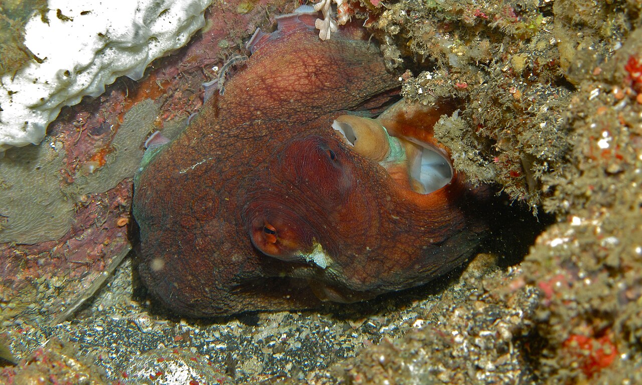 Une pieuvre installée dans une anfractuosité rocheuse, son manteau épousant les rouges et les bruns du récif — Crédit : Bernard DUPONT / Wikimedia Commons (CC BY-SA 2.0)