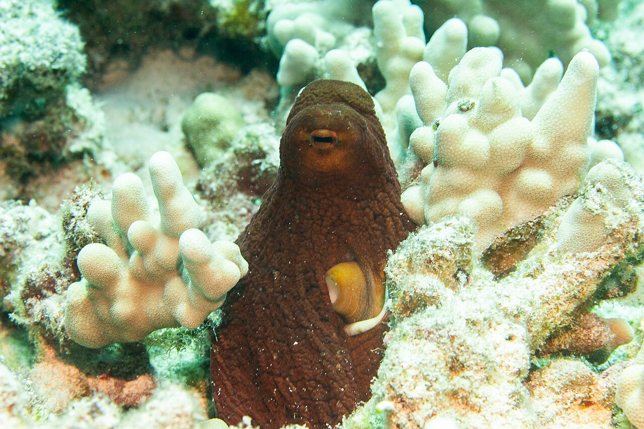Une pieuvre nichée parmi le corail, tenant un accord serré de couleur et de texture avec son environnement — Crédit : cello caruso-turiello / Wikimedia Commons (CC BY 4.0)