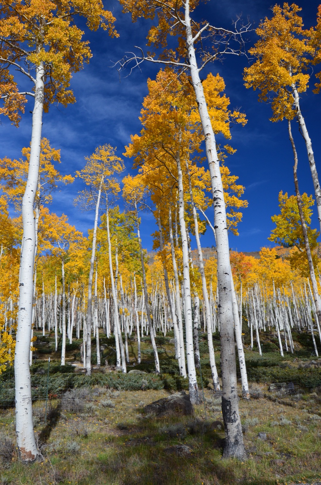 Pando en automne — ses trembles dorés s'élèvent au-dessus d'un seul système racinaire caché. Crédit : John Zapell / US Forest Service (domaine public)