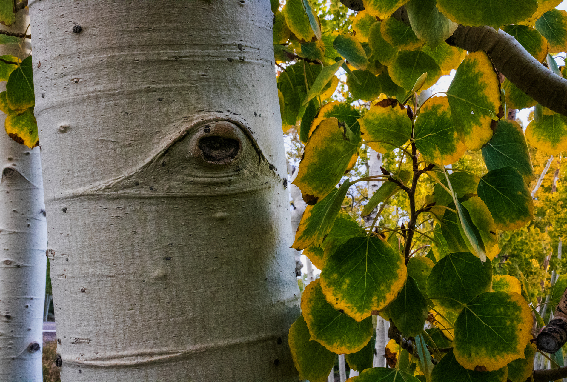 Un détail de l'intérieur de Pando, photographié par Friends of Pando pour documenter le clone et donner l'échelle. Crédit : Lance Oditt / Friends of Pando (CC BY-SA 4.0)