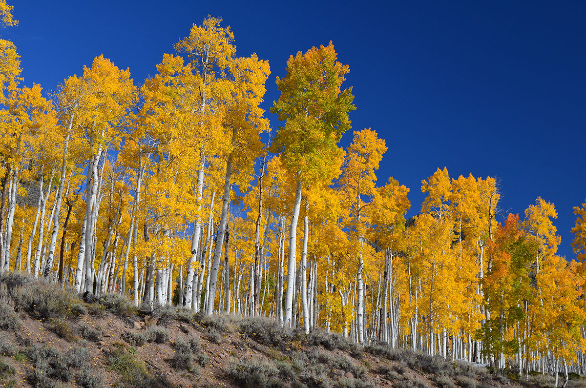 Les trembles de Pando virant à l'or dans la Fishlake National Forest, en Utah. Crédit : J. Zapell / US Forest Service (domaine public)