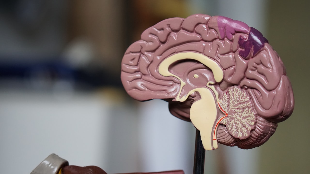 Un modèle en coupe du cerveau humain. Le cortex extérieur plissé — la surface ridée que l'on voit ici — est l'endroit où se trouvaient les électrodes. — Crédit : Robina Weermeijer / Unsplash (licence Unsplash)