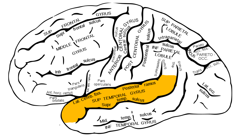 Le gyrus temporal supérieur (en rouge), la zone du cortex auditif qui portait l'essentiel de la chanson. Celui du côté droit écoutait mieux. — Crédit : Database Center for Life Science (Anatomography) / Wikimedia Commons (CC BY-SA 2.1 JP)