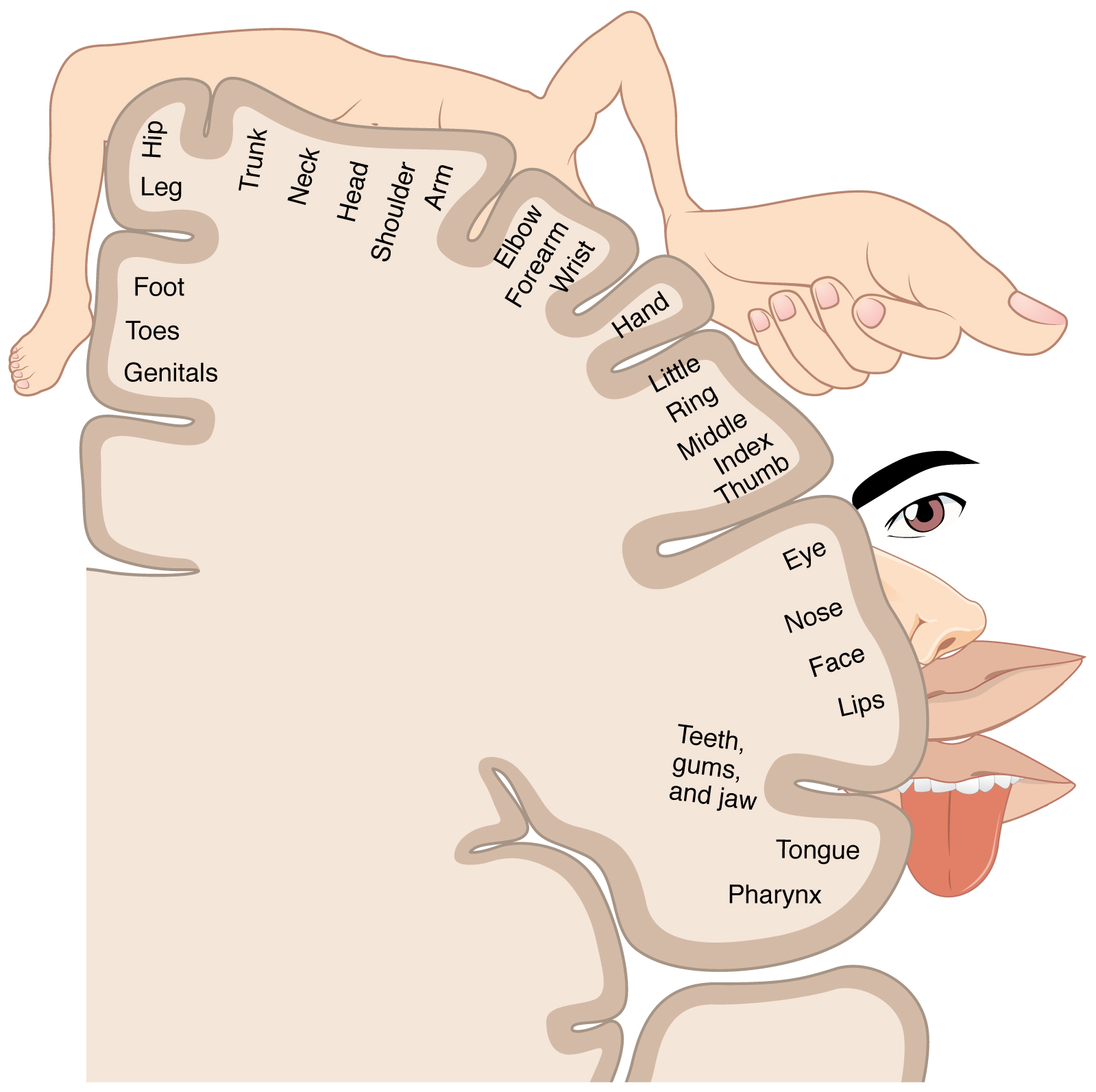 L'homonculus somatosensoriel : une carte de la façon dont le cerveau représente le toucher de tout le corps, avec une place démesurée accordée à la main et au visage. Crédit : OpenStax College (CC BY 3.0)