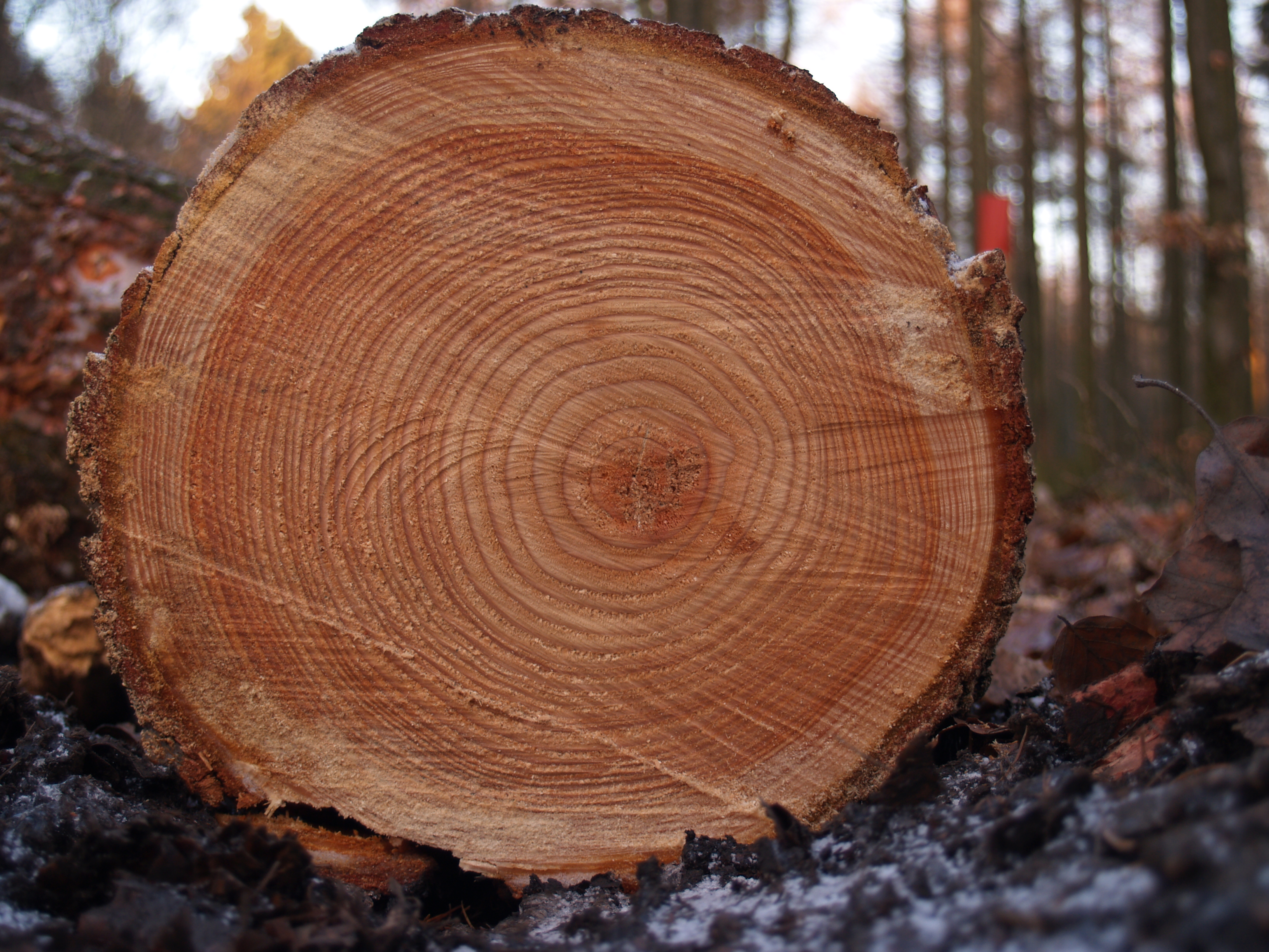 Un tronc d'épicéa abattu dans une forêt hivernale, ses cernes de croissance serrés près du cœur — le grain lent et régulier prisé pour les tables de violon — Crédit : Arnoldius (CC BY-SA 2.5, Wikimedia Commons)