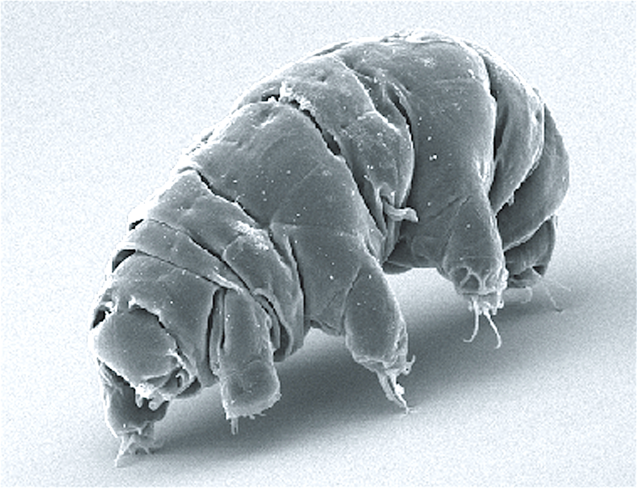 Image au microscope électronique à balayage d'un tardigrade actif, Milnesium tardigradum — Crédit : Schokraie et al. 2012, PLOS ONE / Wikimedia Commons (CC BY 2.5)
