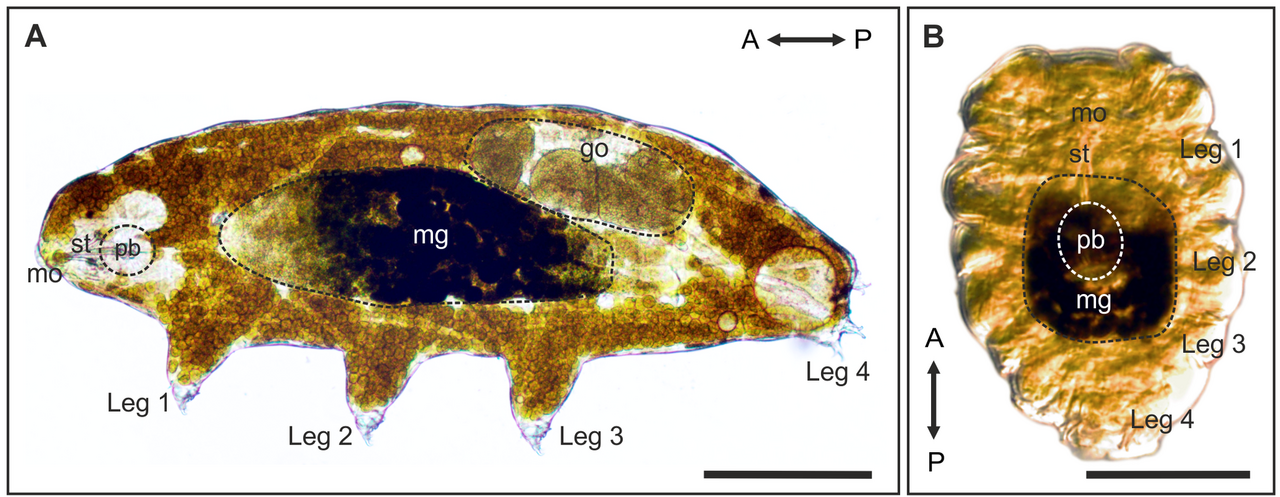 Microscopie optique de Richtersius coronifer dans son état actif et hydraté (à gauche) et dans son état desséché de « tun » (à droite) — Crédit : Halberg, Jørgensen & Møbjerg / Wikimedia Commons (CC BY 4.0)