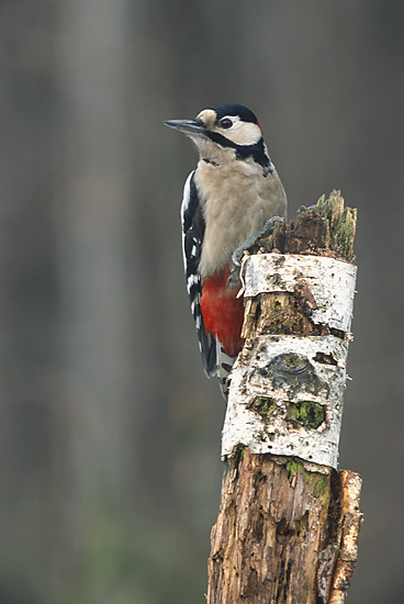 Un pic épeiche perché — la petite tête rigide qui sert aussi de ciseau à bois — Crédit : Marek Szczepanek / Wikimedia Commons (CC BY-SA 3.0)