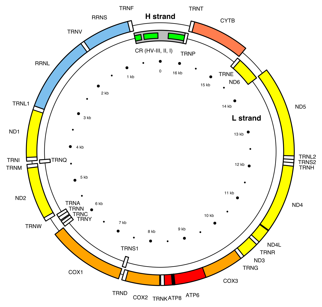 Le génome mitochondrial humain : une boucle circulaire de 16 569 paires de bases portant 37 gènes — une signature bactérienne au cœur de vos cellules. Crédit : Emmanuel Douzery (CC BY-SA 4.0)