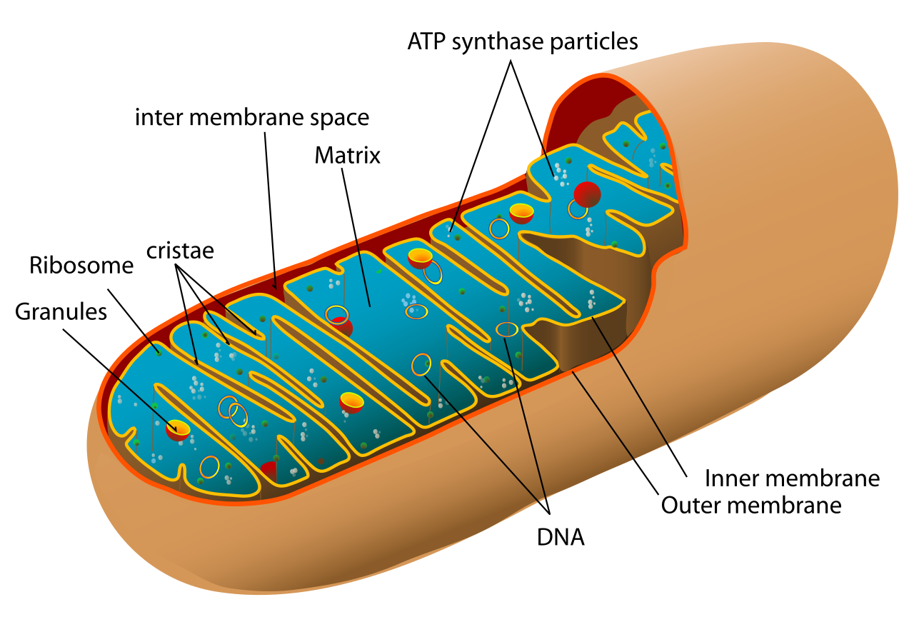 Anatomie d'une mitochondrie — la membrane interne repliée (les crêtes) est l'endroit où se fabrique l'ATP, un dessin hérité de son ancêtre bactérien. Crédit : Mariana Ruiz Villarreal / LadyofHats (domaine public)